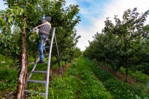 UK extends seasonal farm worker scheme for five years as inheritance t &hellip;