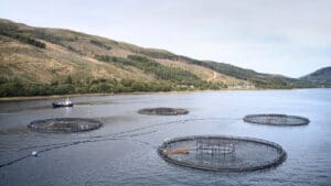 Scottish salmon delivers £1bn boost to economy as new report reveals  &hellip;